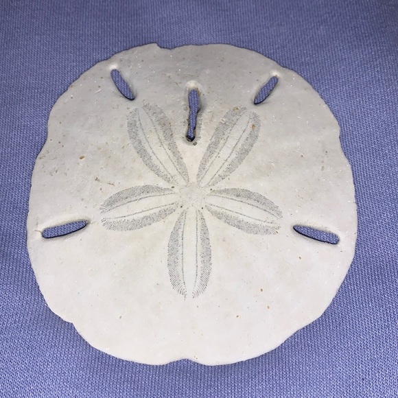 SALE!! Sea cookie or sand dollar #4 - Picture 4 of 8